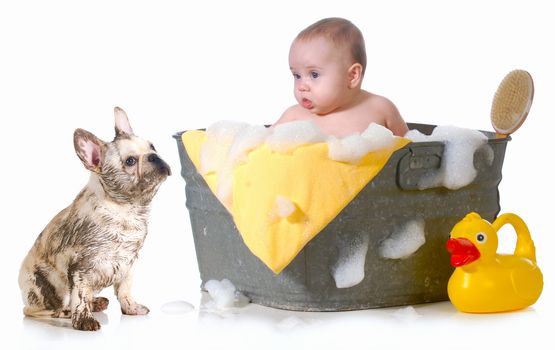 baby and dirty puppy getting baths in metal tub isolated on white background