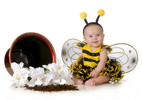 cute baby dressed up like a bumblebee sitting beside a flower pot isolated on white background