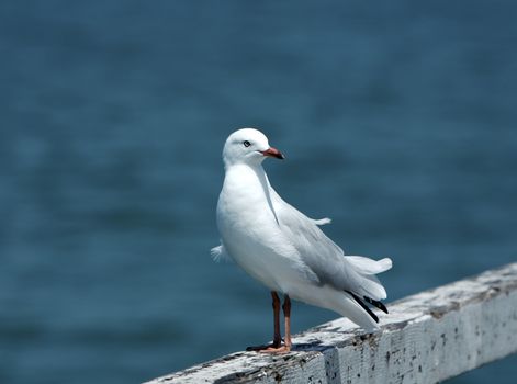 Seagull at the coast