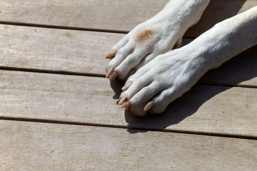 Great danes, paws
