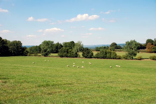 Flock of sheep grazing in the English countryside