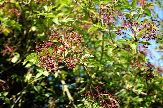 Elderberries ripen on the branch in the summer sun