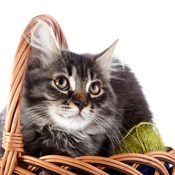Fluffy cat in a wattled basket with woolen balls. Striped not purebred kitten. Kitten on a white background. Small predator. Small cat.