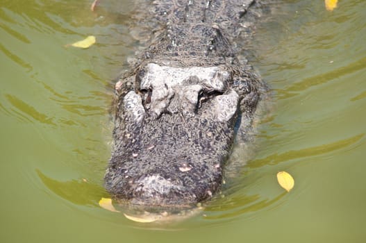 Head of a crocodile floating in the water.