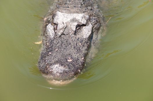 Head of a crocodile lying on the ground.
