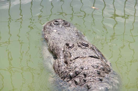 Head of a crocodile lying on the ground.