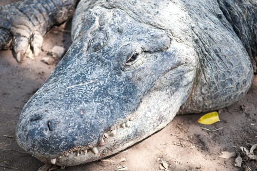 Head of a crocodile lying on the ground.