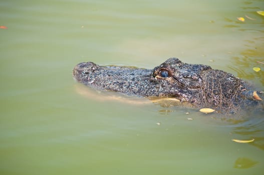 Head of a crocodile lying on the ground.