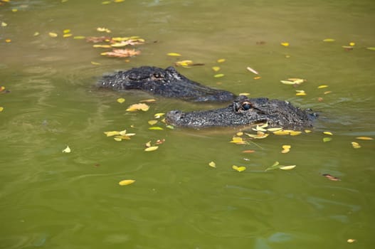 Head of a crocodile lying on the ground.