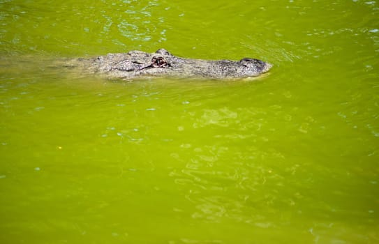 Head of a crocodile lying on the ground.