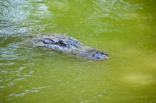 Head of a crocodile lying on the ground.