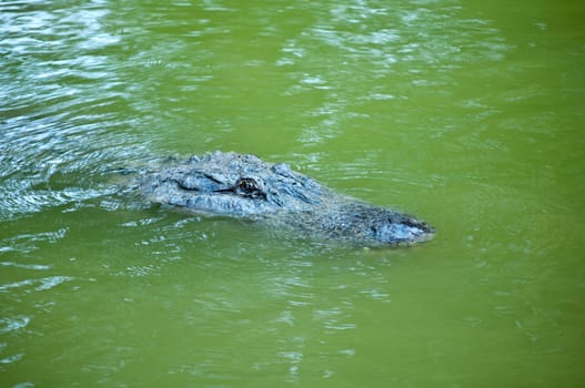 Head of a crocodile lying on the ground.