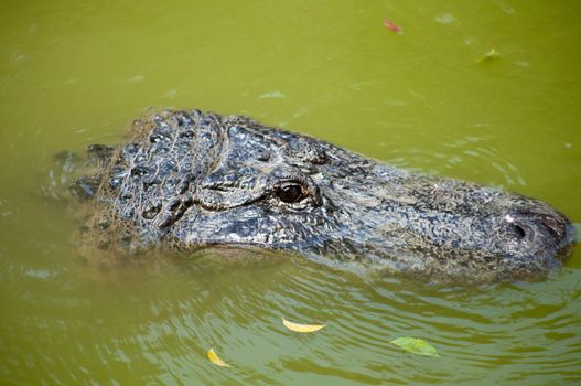 Head of a crocodile lying on the ground.