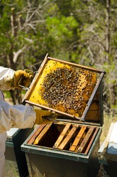 Apiarist at work holding a crowded beehive