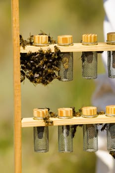 Bees clustering around a  newborn bee queen