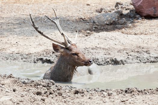 samba deer in  mud pool