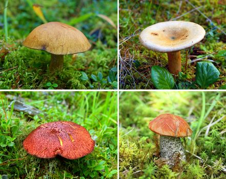 Collage from poisonous mushrooms, a toadstools.Edible mushrooms