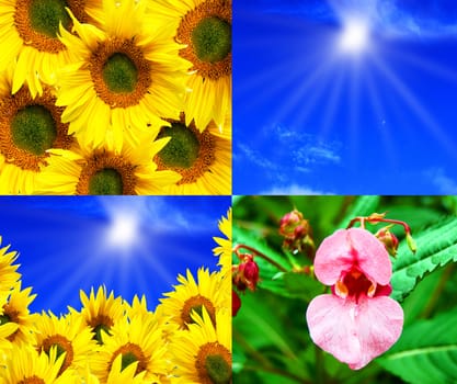 Year collage from  images with sky and flower