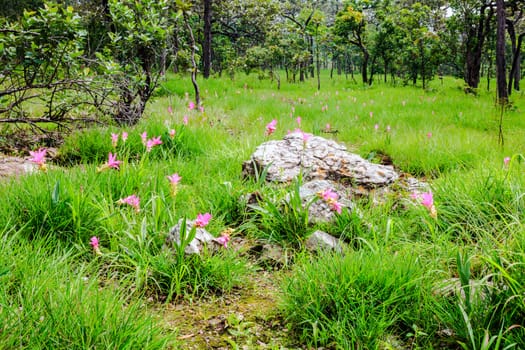 Field of siam tulip in chaiyaphum province, thailand