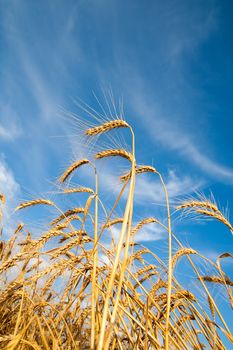 Golden wheat ears with blue sky over them. south Ukraine