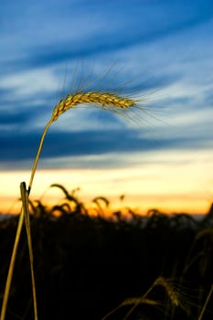 ears of ripe wheat on a background a sunset