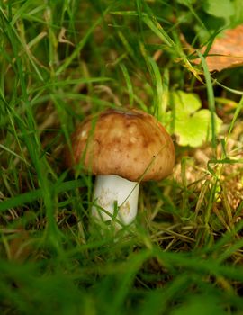 Forest Mushroom closeup Between Green Grass in Natural Environment