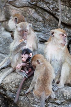 family of monkeys sits on the rock