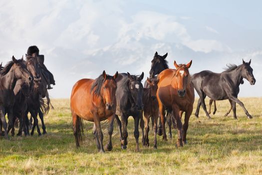 Herd of horses on a summer pasture.