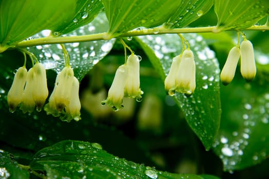 Solomon's Seal on a rainy day with droplets. An old medicine plant but also great in flower bouquets