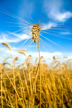 ear on the field on a background dark blue sky