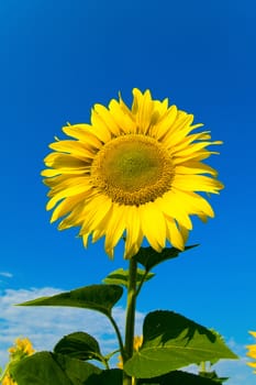 sunflower with sky over it