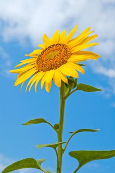 sunflower close-up central part