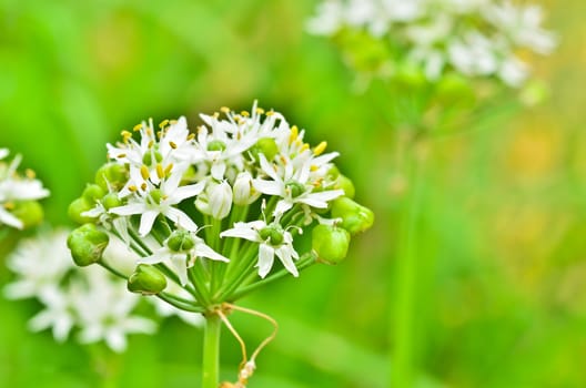 wild garlic flowers