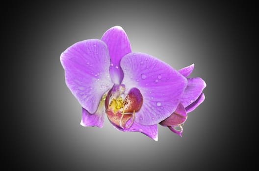 phalaenopsis on black light background