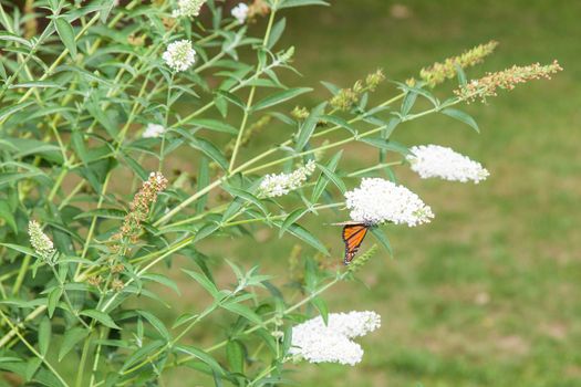 Monarch butterfly (Danaus plexippus) is a milkweed butterfly in the family Nymphalidae.