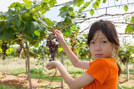 Young woman holding grapes in the vineyard.