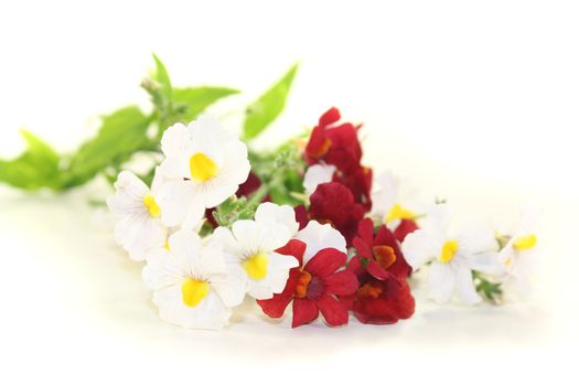 fresh blooming Diascia on a light background