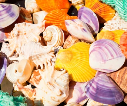 Colorful seashells at market in Sardinia