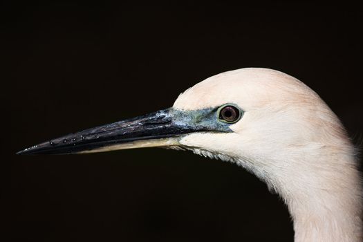 A close-up shot of an Eastern Reef Egret (Egretta sacra)