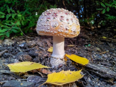 Little toadstool standing alone with fresh yellow leaves on the forest floor at autumn