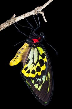 A beautiful male birdwing butterfly hanging from a branch