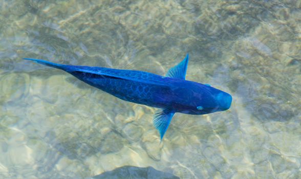 This view is looking down at a blue parrotfish with its pectoral fins outstretched.