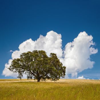 Lonely tree on farm field with blue sky and fluffy clouds.