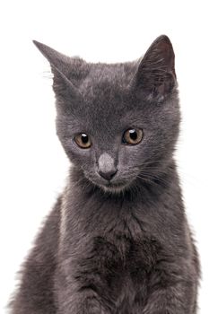 Chatreaux kitten portrait. Studio shot. Isolated on white background.