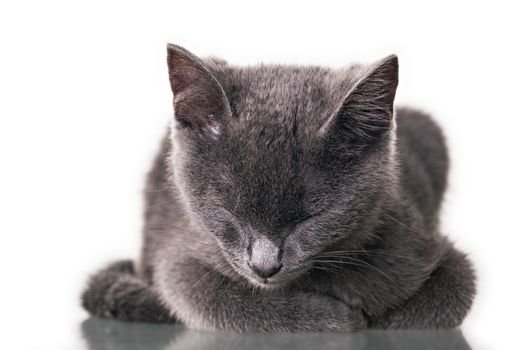 Chatreaux kitten portrait. Studio shot. Isolated on white background.