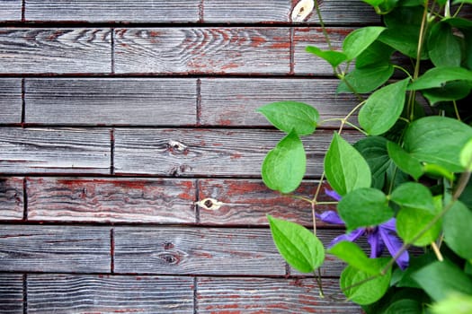 Green Leaves on the Wooden Background