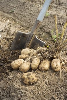 Fresh and raw potato at the field just dug