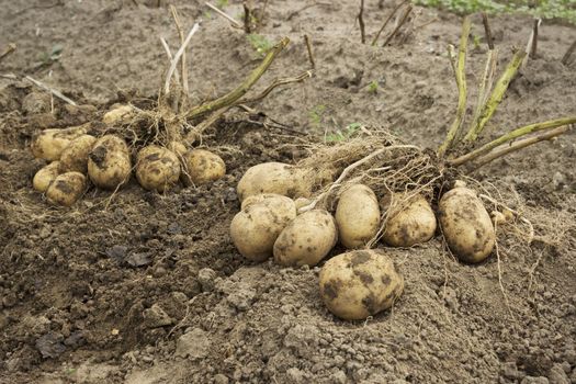 Tubers with two bushes in the potato field