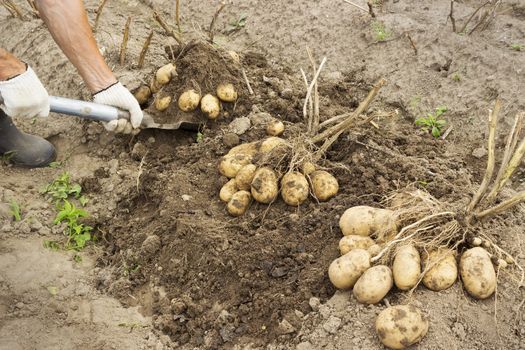 Rancher harvesting potato in the vegetable garden