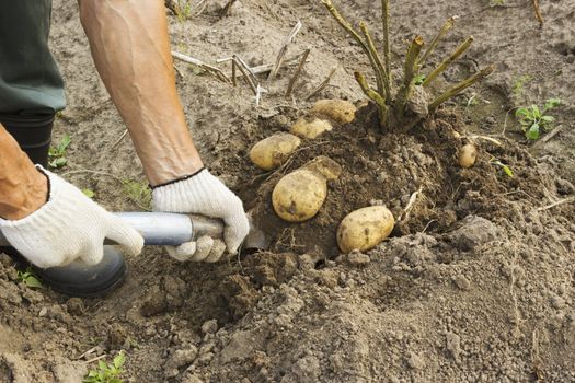 Farm worker harvesting potato in the vegetable garden